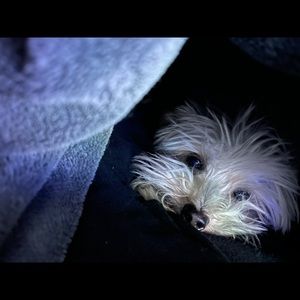 Meet your Posher, Michele